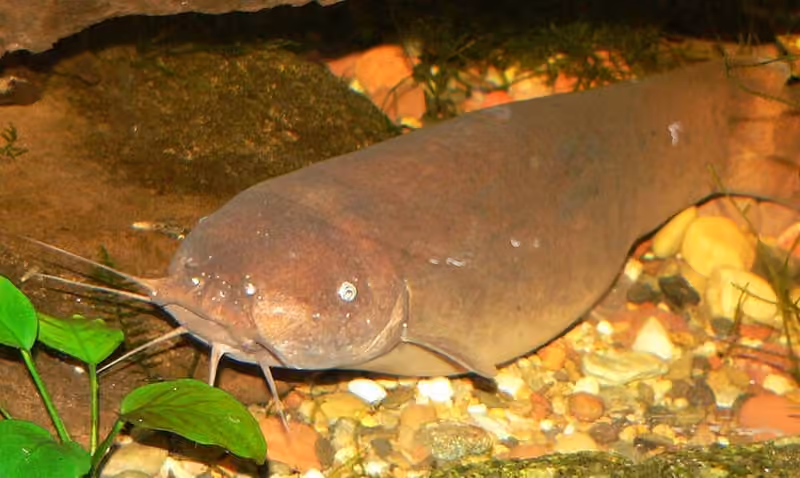 Dokumentasi Malapterurus electricus