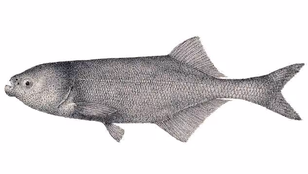 Dokumentasi Marcusenius macrolepidotus