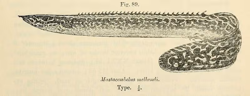 Ilustrasi dokumenter Mastacembelus frenatus.