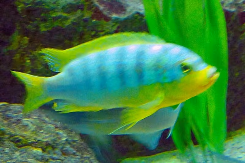 Dokumentasi Maylandia aurora