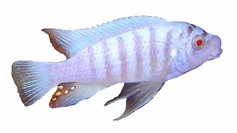 Dokumentasi Maylandia zebra