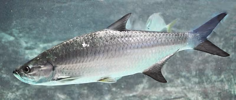 Dokumentasi Megalops atlanticus