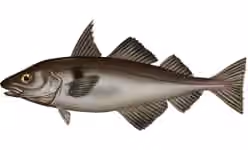 Ilustrasi dokumenter Melanogrammus aeglefinus.