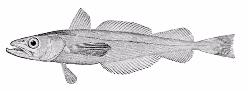 Ilustrasi dokumenter Merluccius productus.
