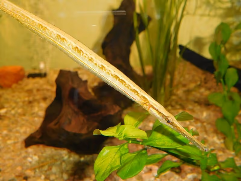 Dokumentasi Microphis brachyurus