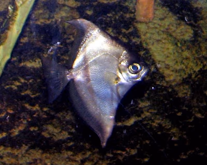 Dokumentasi Monodactylus sebae
