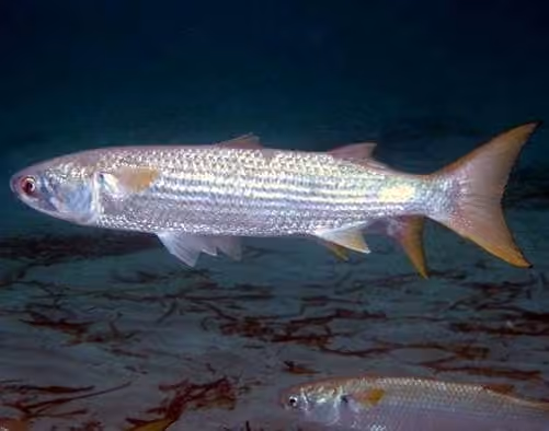 Dokumentasi Mugil cephalus