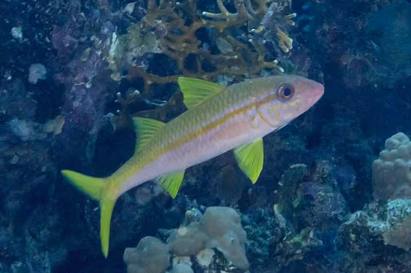 Dokumentasi Mulloidichthys vanicolensis