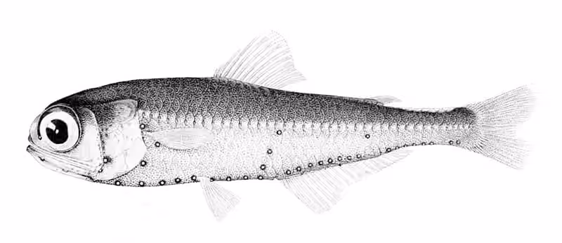 Ilustrasi dokumenter Myctophum nitidulum.