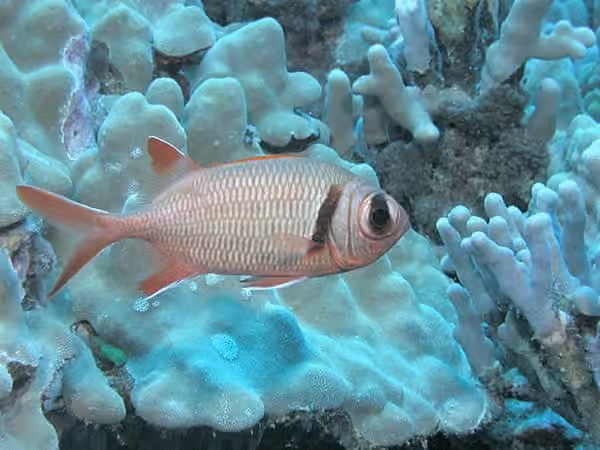 Dokumentasi Myripristis kuntee