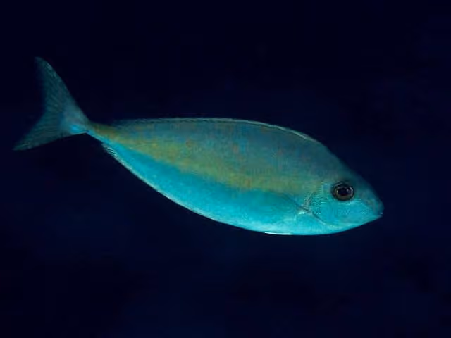 Dokumentasi Naso thynnoides