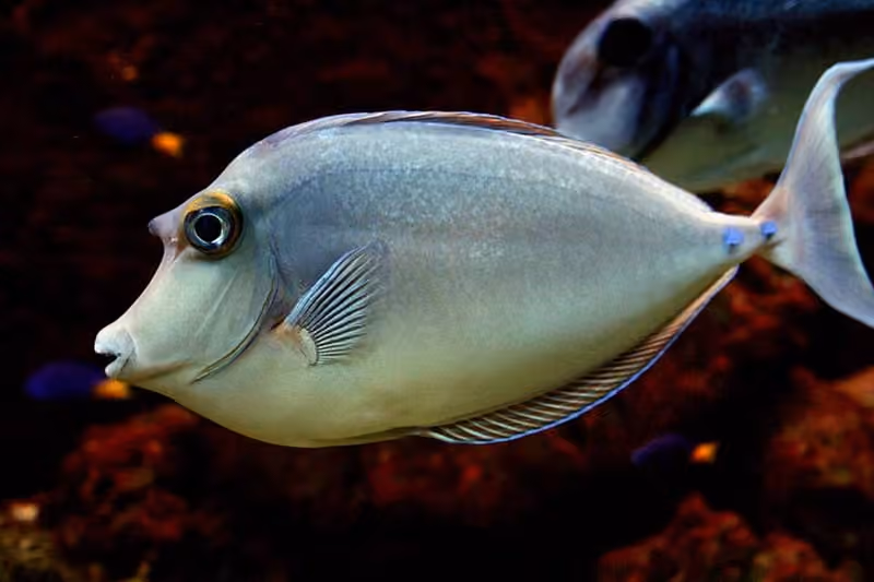 Dokumentasi Naso unicornis