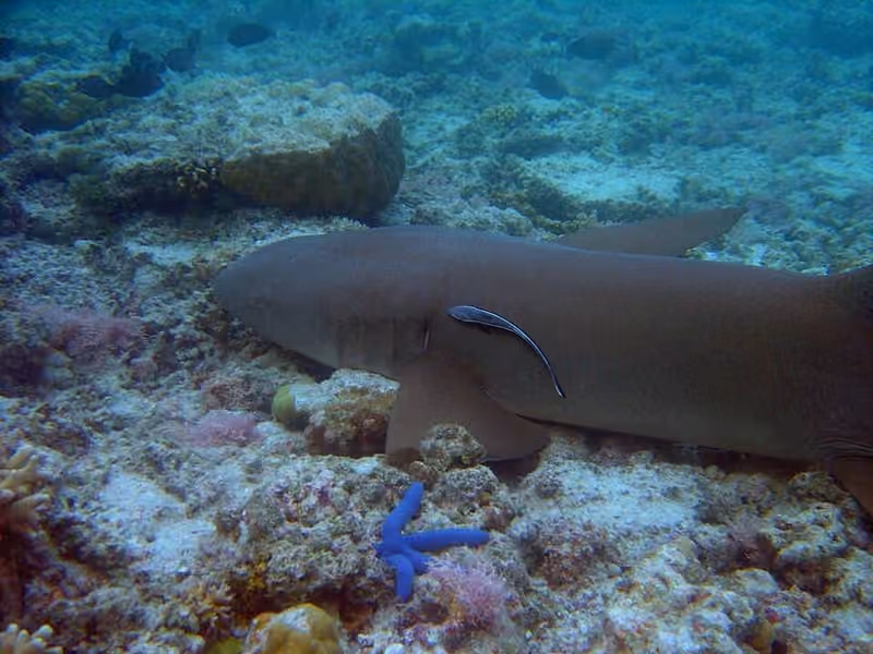 Sebagian tubuh Nebrius ferrugineus dalam bingkai foto.