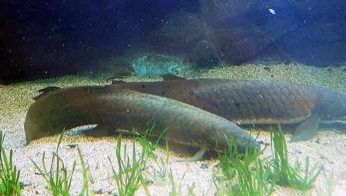 Dokumentasi Neoceratodus forsteri