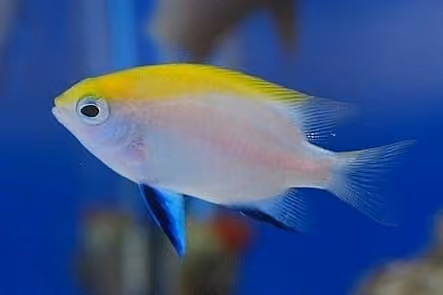 Dokumentasi Neoglyphidodon melas