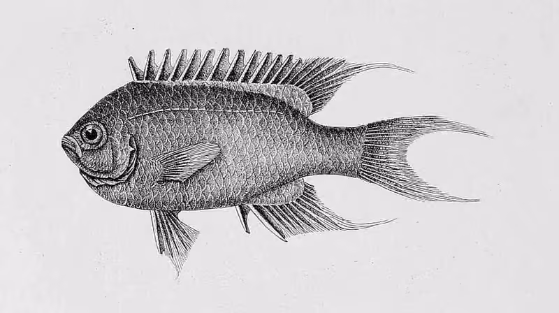 Ilustrasi dokumenter Neopomacentrus taeniurus.