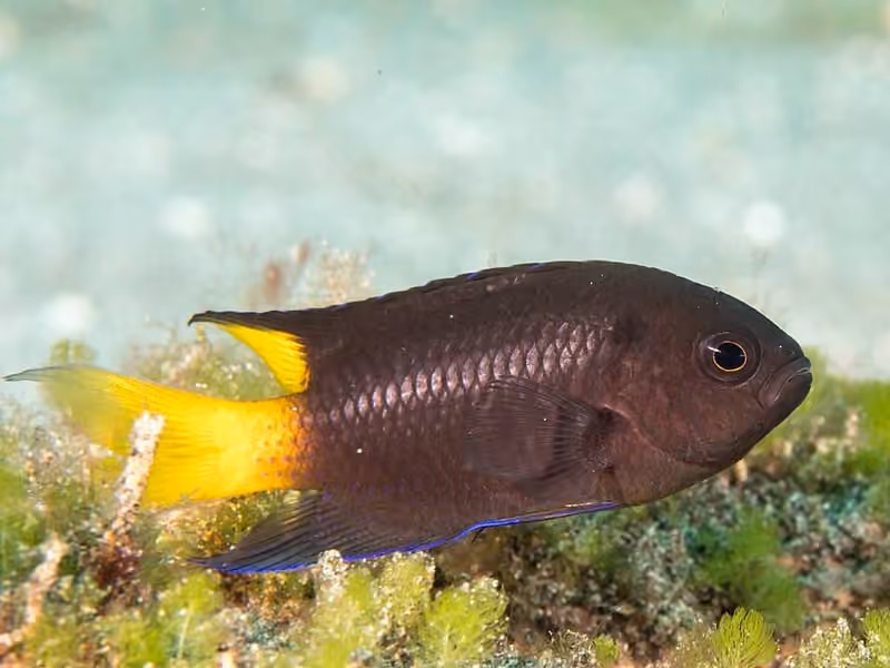 Dokumentasi Neopomacentrus violascens