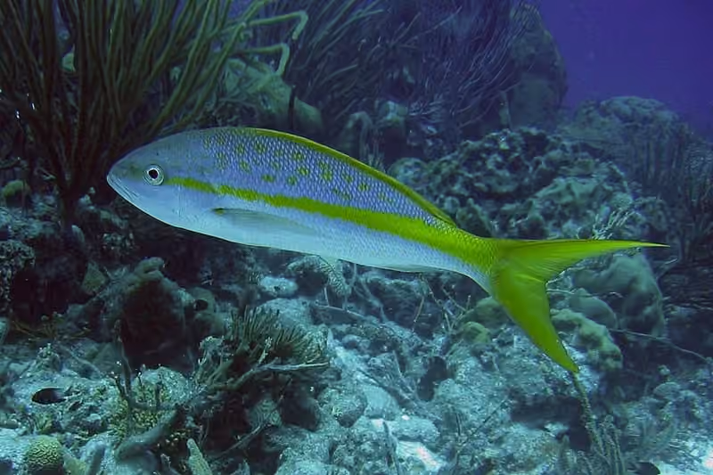 Dokumentasi Ocyurus chrysurus