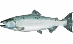 Ilustrasi dokumenter Oncorhynchus tshawytscha.