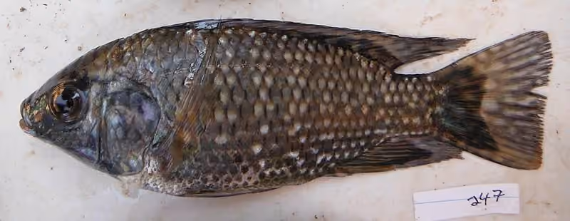 Dokumentasi Oreochromis leucostictus