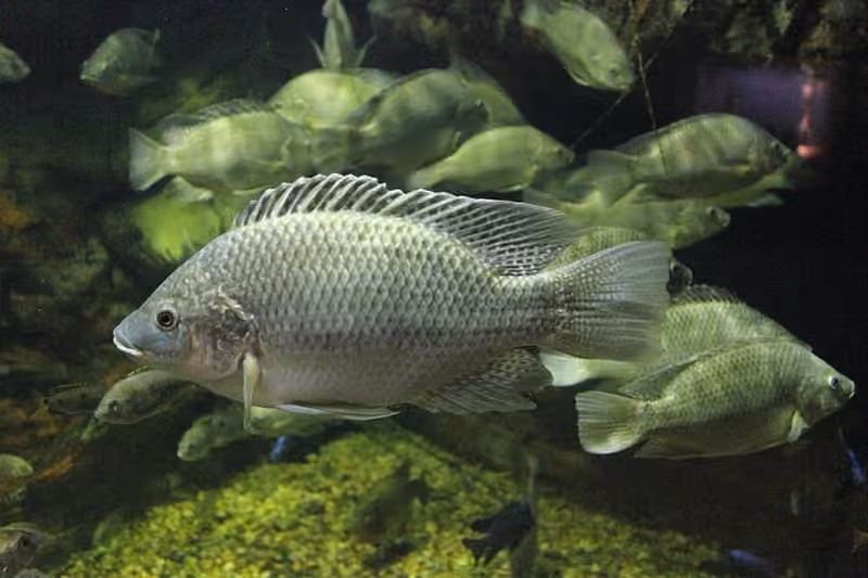 Dokumentasi Oreochromis mossambicus