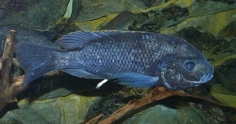 Dokumentasi Oreochromis squamipinnis