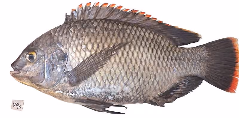 Dokumentasi Oreochromis variabilis