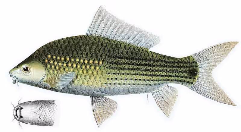 Dokumentasi Osteochilus vittatus