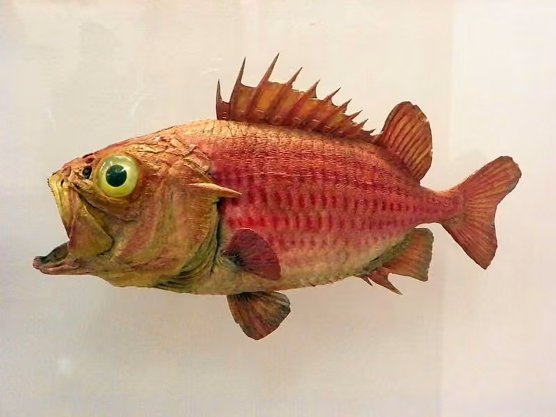 Dokumentasi Ostichthys japonicus