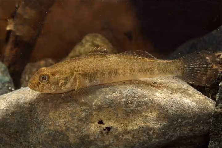 Dokumentasi Padogobius bonelli