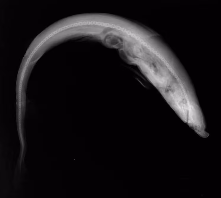 Citra radiografi Paragaleus pectoralis pada latar gelap.