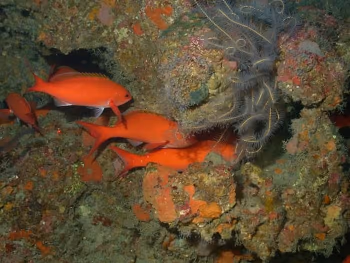 Dokumentasi Paranthias furcifer