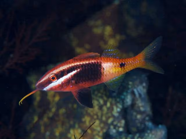 Dokumentasi Parupeneus barberinoides