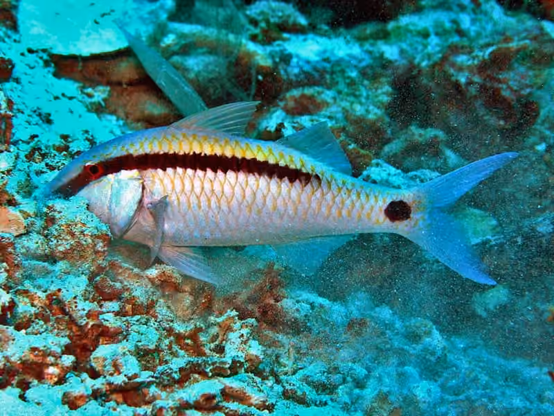 Dokumentasi Parupeneus barberinus