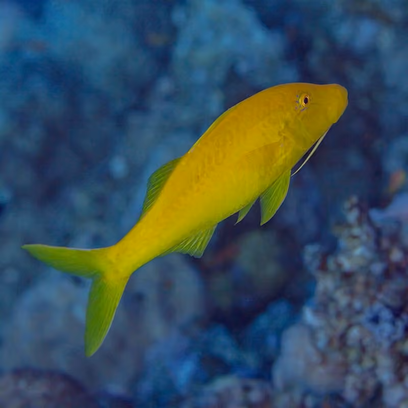 Dokumentasi Parupeneus cyclostomus