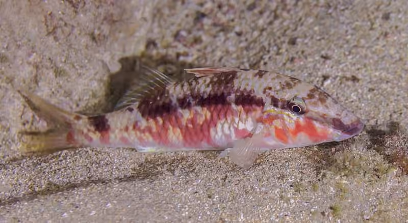Dokumentasi Parupeneus macronemus