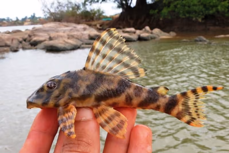 Dokumentasi Peckoltia vittata