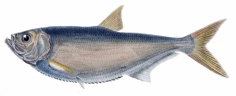 Ilustrasi dokumenter Pellona flavipinnis.