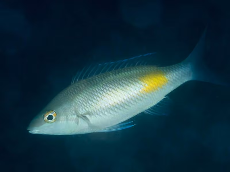 Dokumentasi Pentapodus trivittatus