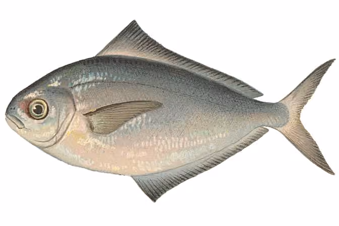 Ilustrasi dokumenter Peprilus triacanthus.