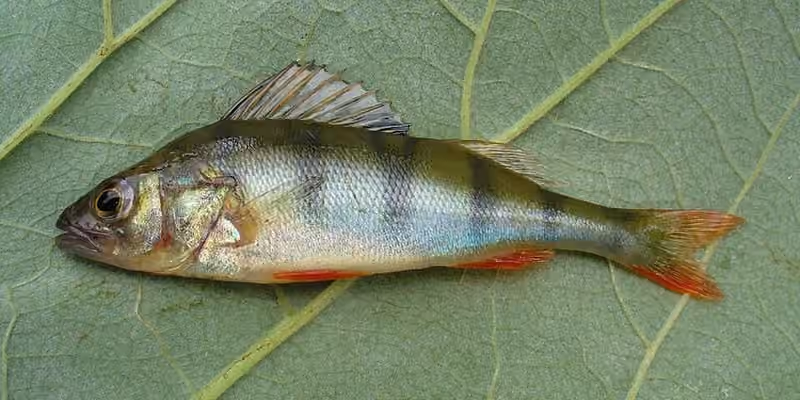 Dokumentasi Perca fluviatilis