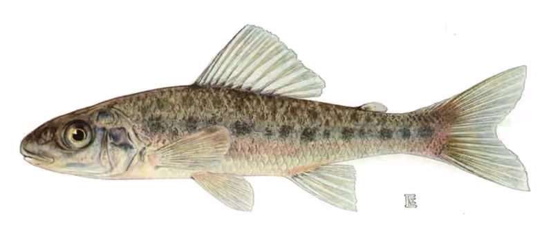 Ilustrasi dokumenter Percopsis omiscomaycus.