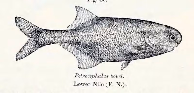 Ilustrasi dokumenter Petrocephalus bovei.