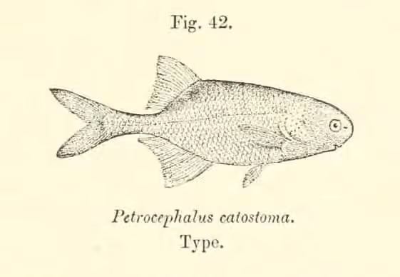 Ilustrasi dokumenter Petrocephalus catostoma.