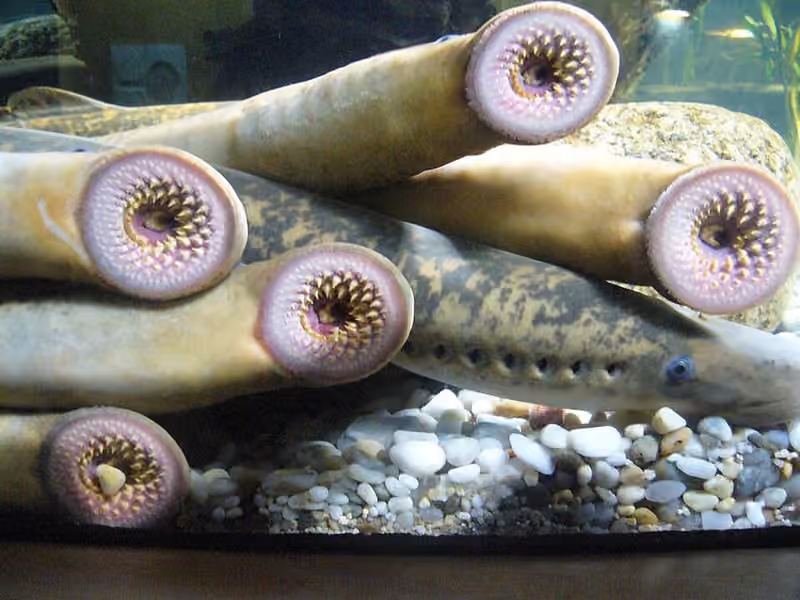 Dokumentasi Petromyzon marinus