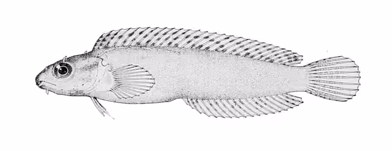 Ilustrasi dokumenter Petroscirtes variabilis.