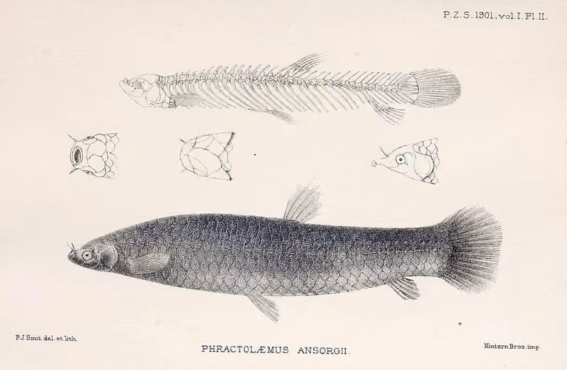 Lembar ilustrasi dokumenter Phractolaemus ansorgii dengan beberapa gambar dan detail.