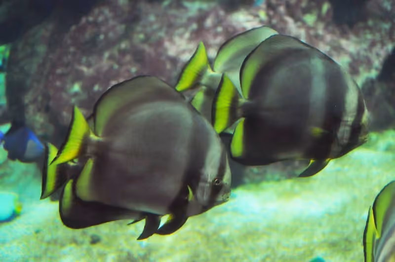 Dokumentasi Platax pinnatus