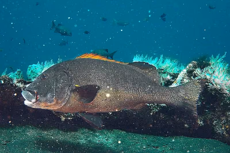 Dokumentasi Plectorhinchus albovittatus