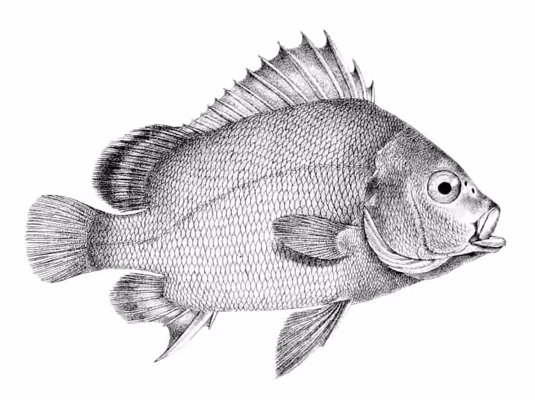 Ilustrasi dokumenter Plectorhinchus gibbosus.